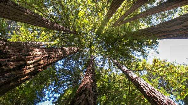 Reliable Navarre Beach, FL Tree Removal Solutions